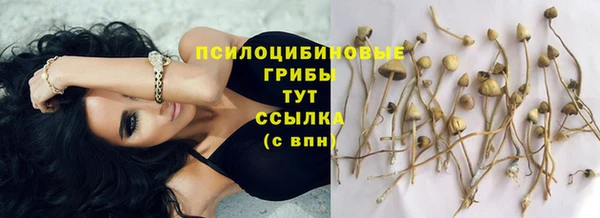 прущие грибы Кукмор